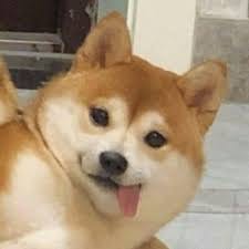 رابعہ خان avatar