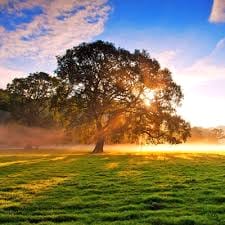 احمد ندیم avatar