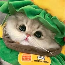 عبید علی avatar